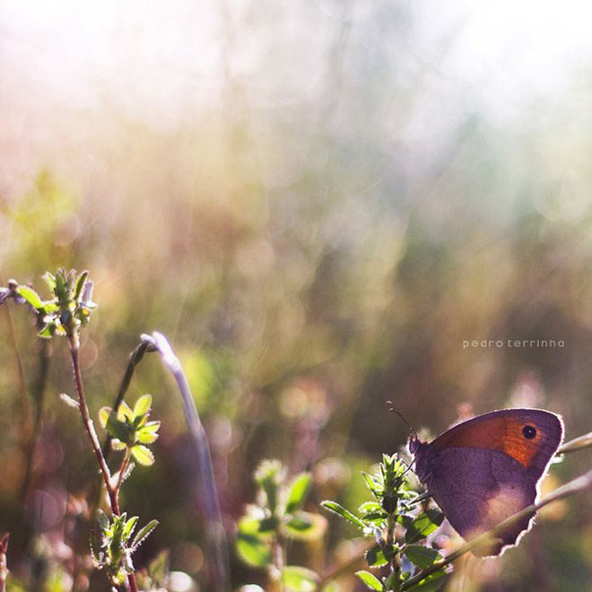 beatiful-dream-colorful-pedro-terrinha-photography